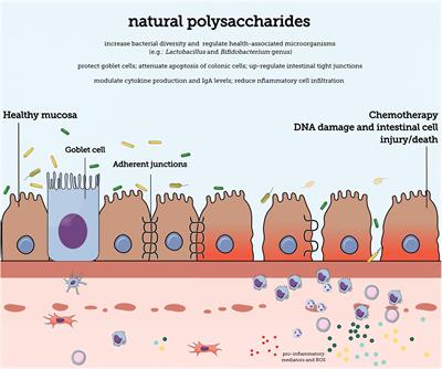 Beneficial Effects of Polysaccharides on the Epithelial Barrier Function in Intestinal Mucositis